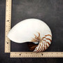Natural Nautilus Seashell Nautilus Pompilius (1 shell approx. 7.5+ inches) Large Natural Nautilus Shell for coastal decor & collections! \nCopyright 2025 SeaShellSupply.com