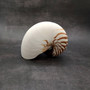 Natural Nautilus Seashell Nautilus Pompilius (1 shell approx. 7.5+ inches) Large Natural Nautilus Shell for coastal decor & collections! \nCopyright 2025 SeaShellSupply.com