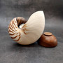 Natural Nautilus Seashell Nautilus Pompilius (1 shell approx. 7.5+ inches) Large Natural Nautilus Shell for coastal decor & collections! \nCopyright 2025 SeaShellSupply.com