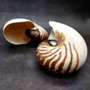 Natural Nautilus Seashell Nautilus Pompilius (1 shell approx. 7.5+ inches) Large Natural Nautilus Shell for coastal decor & collections! \nCopyright 2025 SeaShellSupply.com