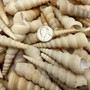White Tan Turitella Seashells Turitella Terebra (Approx. 120+ shells 2.5+ inches) Bulk Tan Turitella Shells for ocean art crafts & display! Copyright 2025 SeaShellSupply.com.
