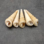 White Tan Turitella Seashells Turitella Terebra (Approx. 120+ shells 2.5+ inches) Bulk Tan Turitella Shells for ocean art crafts & display! Copyright 2025 SeaShellSupply.com