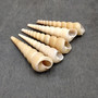White Tan Turitella Seashells Turitella Terebra (Approx. 120+ shells 2.5+ inches) Bulk Tan Turitella Shells for ocean art crafts & display! Copyright 2025 SeaShellSupply.com.