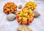 Yellow Rose FAUX Cluster Coral Pocillopora Elegans (1 FAKE Coral approx. 5Wx3Dx4T) Yellow Rose FAUX Cluster Coral for fish tank display!