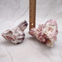 Purple White Barnacle Cluster (2 barnacle clusters approx. 2+ inches) Purple Barnacle Fragment for coastal crafting or nautical displays! Copyright 2025 SeaShellSupply.com.