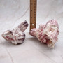 Purple White Barnacle Cluster (2 barnacle clusters approx. 2+ inches) Purple Barnacle Fragment for coastal crafting or nautical displays! Copyright 2025 SeaShellSupply.com.