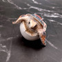 Sea Turtle Egg Hatchling Red Shell (1 sea turtle approx. 2+ inches) Red Painted Resin Baby Sea Turtle Egg Figure for coastal home décor! Copyright 2025 SeaShellSupply.com.