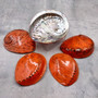 Polished Orange Midas Abalone Seashell Haliotis Midae (1 set of 5 approx. 5+ inches) B GRADE Orange Abalone Shells for crafts & collecting! Copyright 2025 SeaShellSupply.com
