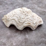 Derasa Clam Seashell Half White Tridacna Derasa (1 shell approx. 8+ inches) Big Derasa Clam Shells ideal for decor centerpieces & display!