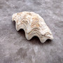 Derasa Clam Seashell Half White Tridacna Derasa (1 shell approx. 8+ inches) Big Derasa Clam Shells for dish decor centerpieces & display! 01
