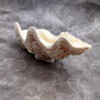 Derasa Clam Seashell Half White Tridacna Derasa (1 shell approx. 8+ inches) Big Derasa Clam Shells for dish decor centerpieces & display! 01
