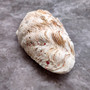 Derasa Clam Seashell Half White Tridacna Derasa (1 shell approx. 8+ inches) Big Derasa Clam Shells for dish decor centerpieces & display! 01