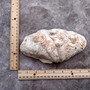 Derasa Clam Seashell Half White Tridacna Derasa (1 shell approx. 8+ inches) Big Derasa Clam Shells for dish decor centerpieces & display! 01