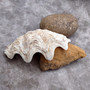 Derasa Clam Seashell Half White Tridacna Derasa (1 shell approx. 8+ inches) Big Derasa Clam Shells for dish decor centerpieces & display! 01