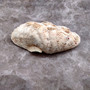 Derasa Clam Seashell Half White Tridacna Derasa (1 shell approx. 8+ inches) Big Derasa Clam Shells for dish decor centerpieces & display! 01