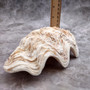 Derasa Clam Seashell Half White Tridacna Derasa (1 shell approx. 8+ inches) Big Derasa Clam Shells for dish decor centerpieces & display! 01
