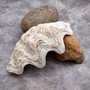 Derasa Clam Seashell Half White Tridacna Derasa (1 shell approx. 8+ inches) Big Derasa Clam Shells for dish decor centerpieces & display! 01