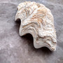 Derasa Clam Seashell Half White Tridacna Derasa (1 shell approx. 8+ inches) Big Derasa Clam Shells for dish decor centerpieces & display! 01