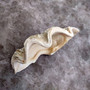 White Derasa Clam Seashell Half Tridacna Derasa (1 shell approx. 8+ inches) Large Derasa Clam Shells ideal for decor centerpieces & display! Copyright 2025 SeaShellSupply.com