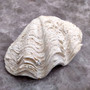 White Derasa Clam Seashell Half Tridacna Derasa (1 shell approx. 8+ inches) Large Derasa Clam Shells ideal for decor centerpieces & display! Copyright 2025 SeaShellSupply.com