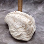 White Derasa Clam Seashell Half Tridacna Derasa (1 shell approx. 8+ inches) Large Derasa Clam Shells ideal for decor centerpieces & display! Copyright 2025 SeaShellSupply.com