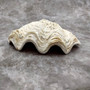 White Derasa Clam Seashell Half Tridacna Derasa (1 shell approx. 8+ inches) Large Derasa Clam Shells ideal for decor centerpieces & display! Copyright 2025 SeaShellSupply.com