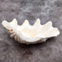 Half Derasa Clam Seashell White Tridacna Derasa (1 shell approx. 8+ inches) Big Derasa Clam Shells ideal for decor centerpieces & display! Copyright 2025 SeaShellSupply.com