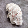 Half Derasa Clam Seashell White Tridacna Derasa (1 shell approx. 8+ inches) Big Derasa Clam Shells ideal for decor centerpieces & display! Copyright 2025 SeaShellSupply.com