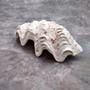 Derasa Clam Seashell Half White Tridacna Derasa (1 shell approx. 8+ inches) Big Derasa Clam Shells for dish decor centerpieces & display! 02