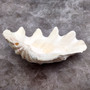 Derasa Clam Seashell Half White Tridacna Derasa (1 shell approx. 8+ inches) Big Derasa Clam Shells for dish decor centerpieces & display! 02