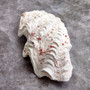 Derasa Clam Seashell Half White Tridacna Derasa (1 shell approx. 8+ inches) Big Derasa Clam Shells for dish decor centerpieces & display! 02