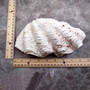 Derasa Clam Seashell Half White Tridacna Derasa (1 shell approx. 8+ inches) Big Derasa Clam Shells for dish decor centerpieces & display! 02
