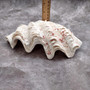 Derasa Clam Seashell Half White Tridacna Derasa (1 shell approx. 8+ inches) Big Derasa Clam Shells for dish decor centerpieces & display! 02