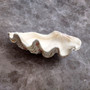 Derasa Clam Seashell Half White Tridacna Derasa (1 shell approx. 8+ inches) Big Derasa Clam Shells for dish decor centerpieces & display! 02