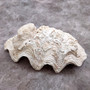 Derasa Clam Seashell Half White Tridacna Derasa (1 shell approx. 8+ inches) Big Derasa Clam Shells for dish decor centerpieces & display! 04