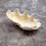 Derasa Clam Seashell Half White Tridacna Derasa (1 shell approx. 8+ inches) Big Derasa Clam Shells for dish decor centerpieces & display! 04