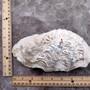 Derasa Clam Seashell Half White Tridacna Derasa (1 shell approx. 8+ inches) Big Derasa Clam Shells for dish decor centerpieces & display! 04