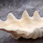 Derasa Clam Seashell Half White Tridacna Derasa (1 shell approx. 8+ inches) Big Derasa Clam Shells for dish decor centerpieces & display! 04