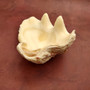 Derasa Clam Seashell Half White Tridacna Derasa (1 shell approx. 8+ inches) Big Derasa Clam Shells for dish decor centerpieces & display! 05