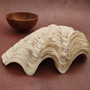 Derasa Clam Seashell Half White Tridacna Derasa (1 shell approx. 8+ inches) Big Derasa Clam Shells for dish decor centerpieces & display! 05