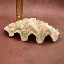 White Derasa Clam Shell Half Tridacna Derasa (1 shell approx. 8+ inches) Large Derasa Clam Shells ideal for decor centerpieces & display!