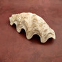 White Derasa Clam Shell Half Tridacna Derasa (1 shell approx. 8+ inches) Large Derasa Clam Shells ideal for decor centerpieces & display!