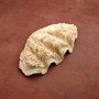 Derasa Clam Seashell Half White Tridacna Derasa (1 shell approx. 8+ inches) Big Derasa Clam Shells for dish decor centerpieces & display! 06