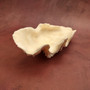 Derasa Clam Seashell Half White Tridacna Derasa (1 shell approx. 8+ inches) Big Derasa Clam Shells for dish decor centerpieces & display! 06