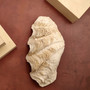 Derasa Clam Seashell Half White Tridacna Derasa (1 shell approx. 8+ inches) Big Derasa Clam Shells for dish decor centerpieces & display! 06