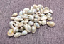 Ring Top Cowrie Seashells - Cypraea Annulus - (approx. 40-50 shells .5-.75 inches) Orange and tan ombre shells in pile. Copyright 2025 SeaShellSupply.com.