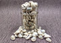 Ring Top Cowrie Seashells - Cypraea Annulus - (approx. 40-50 shells .5-.75 inches) Orange and tan ombre shells in pile. Copyright 2025 SeaShellSupply.com.