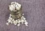 Ring Top Cowrie Seashells - Cypraea Annulus - (approx. 40-50 shells .5-.75 inches) Orange and tan ombre shells in pile. Copyright 2025 SeaShellSupply.com.
