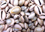 Ring Top Cowrie Seashells - Cypraea Annulus - (approx. 40-50 shells .5-.75 inches) Orange and tan ombre shells in pile. Copyright 2025 SeaShellSupply.com.