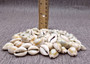 Ring Top Cowrie Seashells - Cypraea Annulus - (approx. 40-50 shells .5-.75 inches) Orange and tan ombre shells in pile. Copyright 2025 SeaShellSupply.com.